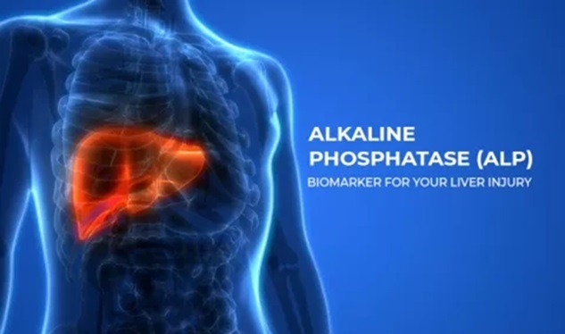 what-level-of-alkaline-phosphatase-is-dangerous