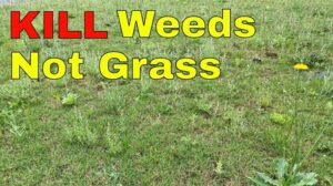 lawn-weed-killer