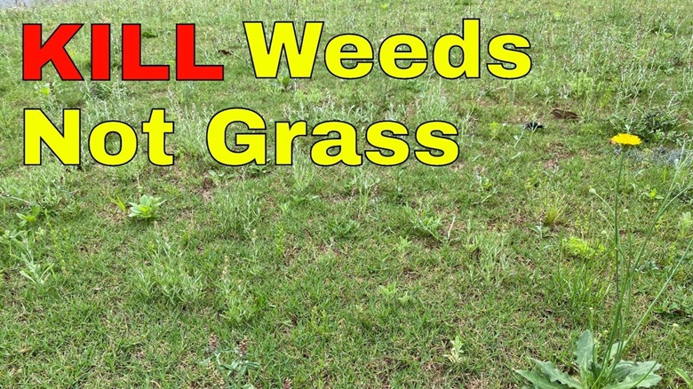 lawn-weed-killer
