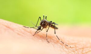 Effective-Mosquito-Control