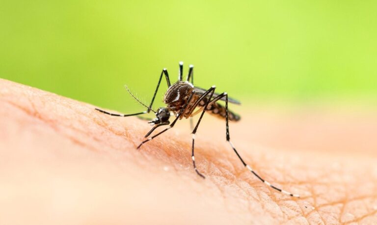Effective-Mosquito-Control