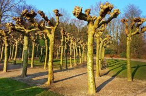 Neglecting-Tall-Trees