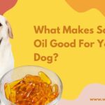 What Makes Salmon Oil Good For Your Dog?