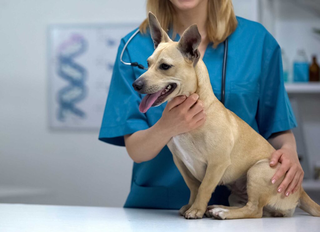 Small-Animal-Clinic
