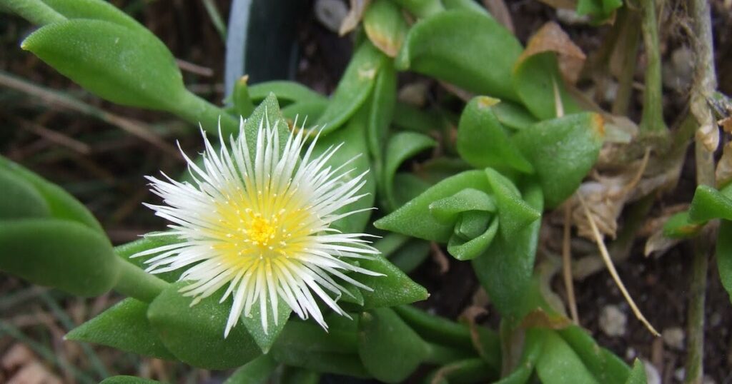 Sceletium-tortuosum