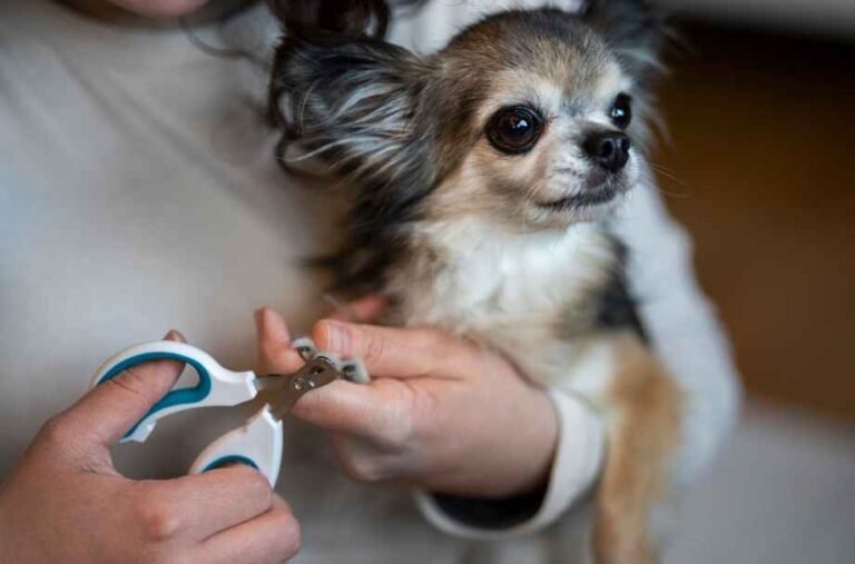 Mobile-Nail-Trim-Services