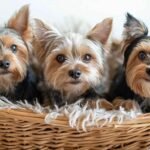 Teacup-Yorkie-for-Sale